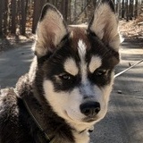 Entry image for Ivan 