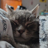 Entry image for Wally