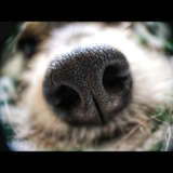 Entry image for Gracie
