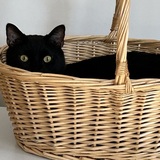 Entry image for Puss