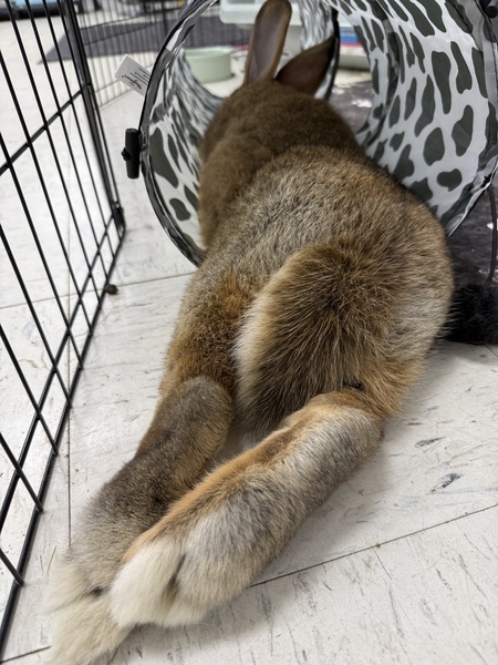 Entry image for Atilla the Bun. Clicking this image will show a larger photo