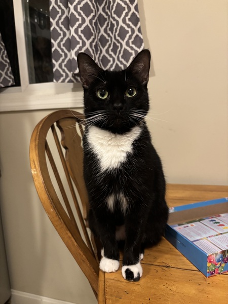 Entry image for Missy. Clicking this image will show a larger photo