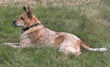 Entry image for Bucky. Clicking this image will show a larger photo