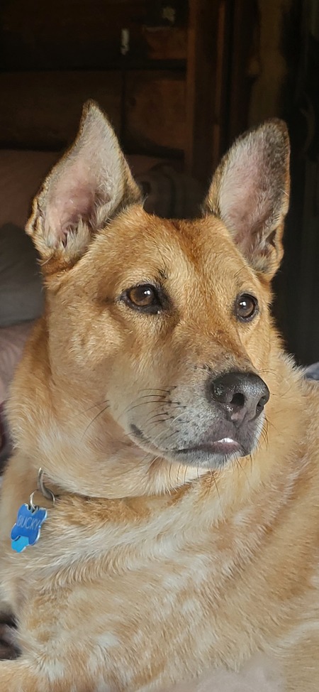 Entry image for Bucky . Clicking this image will show a larger photo