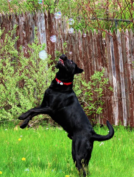Entry image for Hagas. Clicking this image will show a larger photo