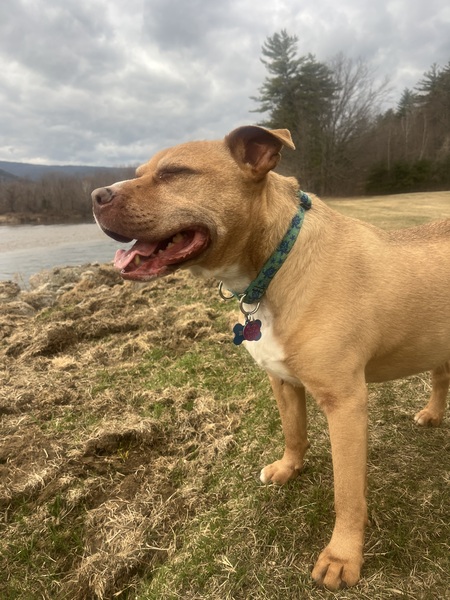 Entry image for Rocky. Clicking this image will show a larger photo