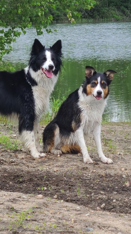Entry image for Nellie & Abbey. Clicking this image will show a larger photo