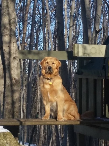 Entry image for Loki. Clicking this image will show a larger photo