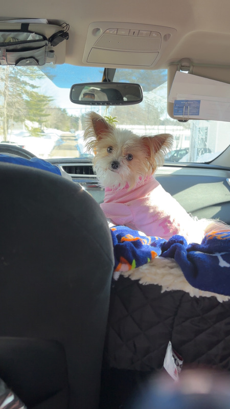 Entry image for Lulu. Clicking this image will show a larger photo