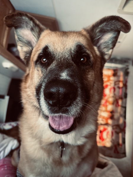 Entry image for Axel . Clicking this image will show a larger photo