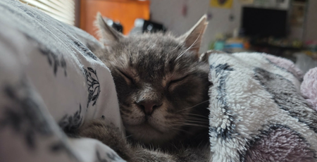 Entry image for Wally. Clicking this image will show a larger photo