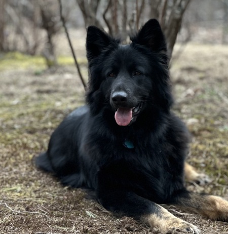 Entry image for Angus. Clicking this image will show a larger photo