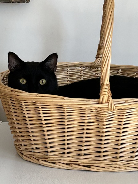 Entry image for Puss. Clicking this image will show a larger photo
