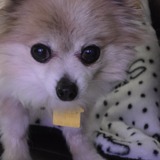 Entry image for Asha