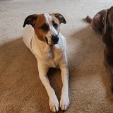 Entry image for Baxter aka Hector