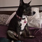 Entry image for Nala