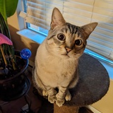 Entry image for Murphy 