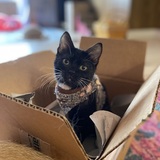 Entry image for Flipper