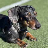 Entry image for Finn