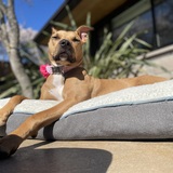 Entry image for Ellie