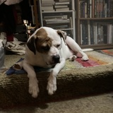 Entry image for Rufus Tuttle