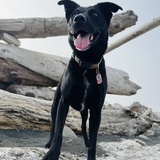 Entry image for Thora 