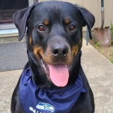 Entry image for Shadow