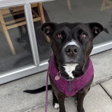 Entry image for Penny Schmoo