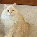 Entry image for Holly