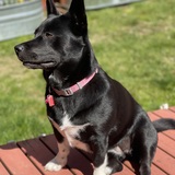 Entry image for Sasha