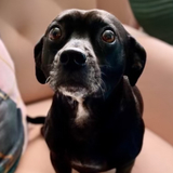 Entry image for Bitsy