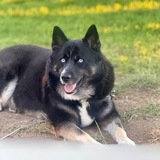 Entry image for Koda