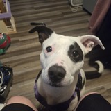 Entry image for Jasmine