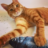 Entry image for Nacho