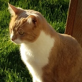 Entry image for Toku