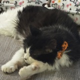 Entry image for Alfie