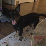 Entry image for Cooper