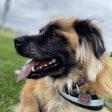 Entry image for Tillie