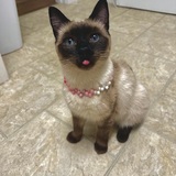 Entry image for Zoboomafoo (ZuZu)