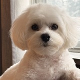 Entry image for Loko