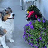 Entry image for Kula Bella