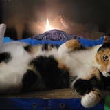 Entry image for Velma Lou