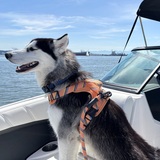 Entry image for Arctic