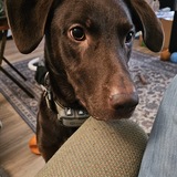 Entry image for Daisy