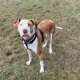 Entry image for Bruce