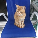 Entry image for Chewy