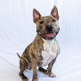 Entry image for Sugar