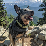 Entry image for Juno