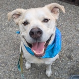 Entry image for Rhodee