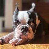 Entry image for Tilly